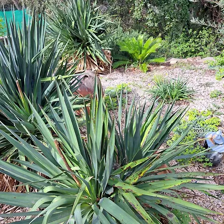 Alojamento de Acomodação e Pequeno-almoço Le Calme De La Garrigue